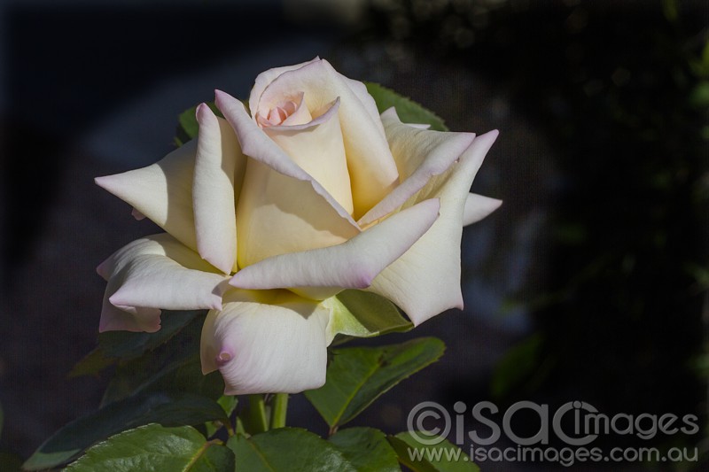 Click image for larger version

Name:	Pink-Yellow Rose-1 - Small.jpg
Views:	32
Size:	63.9 KB
ID:	420354