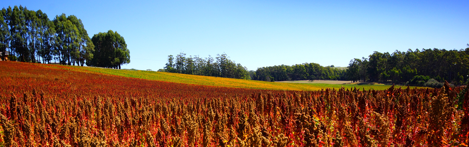 Click image for larger version

Name:	Quinoa.jpg
Views:	26
Size:	960.8 KB
ID:	420666