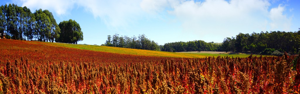 Click image for larger version

Name:	seaslug-quinoa crop-E - Small.jpg
Views:	20
Size:	136.3 KB
ID:	420732