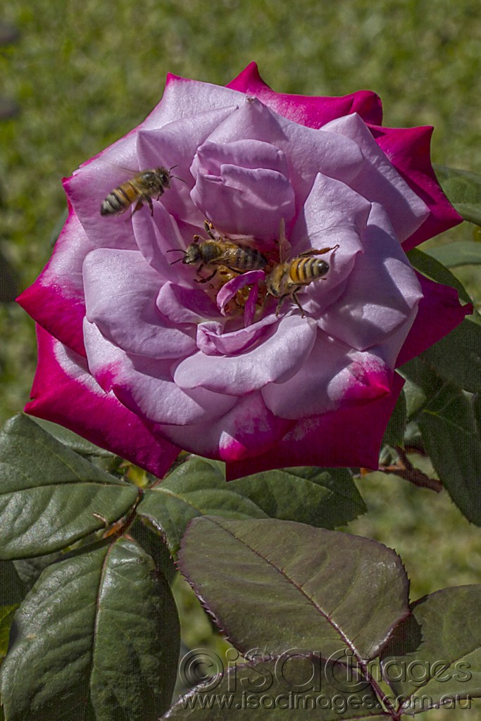 Click image for larger version

Name:	Bees in the Varigated Rose - Small.jpg
Views:	26
Size:	175.6 KB
ID:	420779