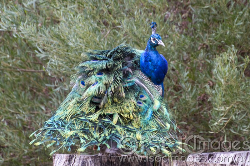 Click image for larger version

Name:	Peacock on a Log-1-sm.jpg
Views:	54
Size:	155.0 KB
ID:	422193