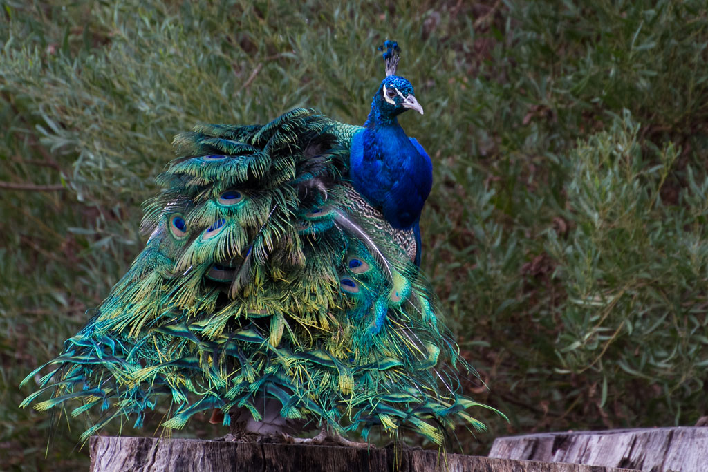 Click image for larger version

Name:	Peacock-on-a-Stump.jpg
Views:	40
Size:	206.6 KB
ID:	422218