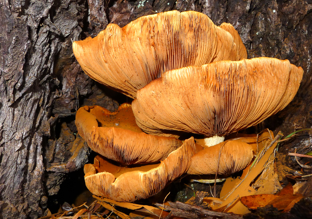 Click image for larger version

Name:	Brown fungi.jpg
Views:	24
Size:	969.6 KB
ID:	422607