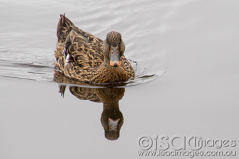 Click image for larger version

Name:	Female-Mallard-1.jpg
Views:	42
Size:	108.9 KB
ID:	422856