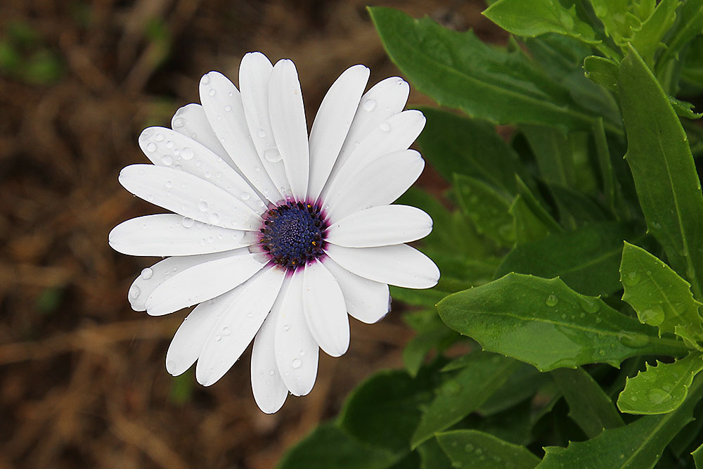 Click image for larger version

Name:	Daisy in the Rain-1.jpg
Views:	41
Size:	103.6 KB
ID:	422858