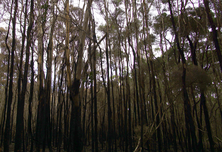 Click image for larger version

Name:	Burned trees.jpg
Views:	22
Size:	847.4 KB
ID:	423233