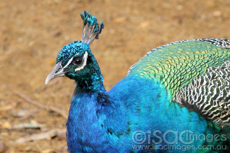 Click image for larger version

Name:	Peacock-1-sm.jpg
Views:	45
Size:	139.3 KB
ID:	423522