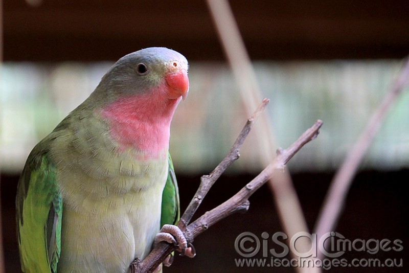 Click image for larger version

Name:	Princess Parrots-2-sm.jpg
Views:	42
Size:	87.8 KB
ID:	423523