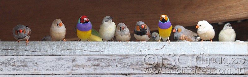 Click image for larger version

Name:	Finches-6-sm.jpg
Views:	29
Size:	55.2 KB
ID:	423527