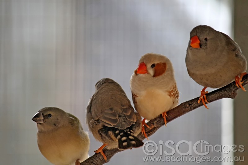 Click image for larger version

Name:	Finches-5-sm.jpg
Views:	27
Size:	61.9 KB
ID:	423528