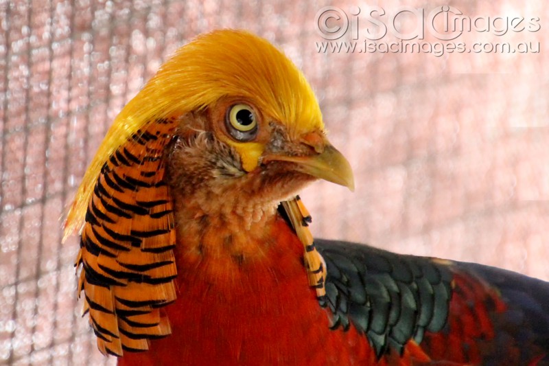 Click image for larger version

Name:	Golden Pheasant-2-sm.jpg
Views:	28
Size:	101.3 KB
ID:	423529