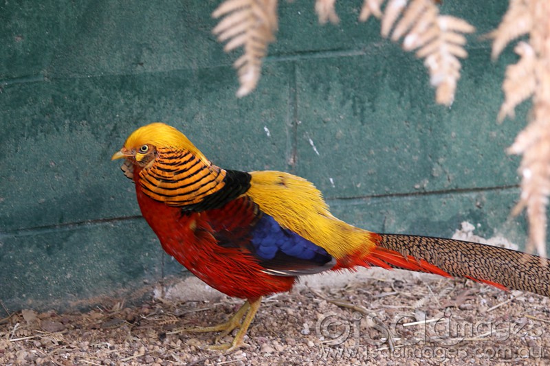 Click image for larger version

Name:	Golden Pheasant-1-sm.jpg
Views:	24
Size:	136.6 KB
ID:	423531