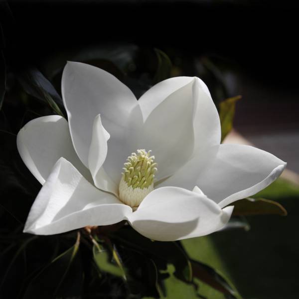 Click image for larger version

Name:	Magnolia Bloom-1-small.jpg
Views:	31
Size:	21.9 KB
ID:	423702