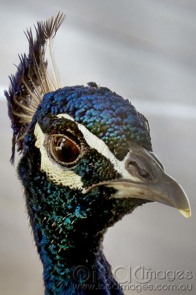 Click image for larger version

Name:	Peacock-1-SFW.jpg
Views:	25
Size:	88.7 KB
ID:	423823