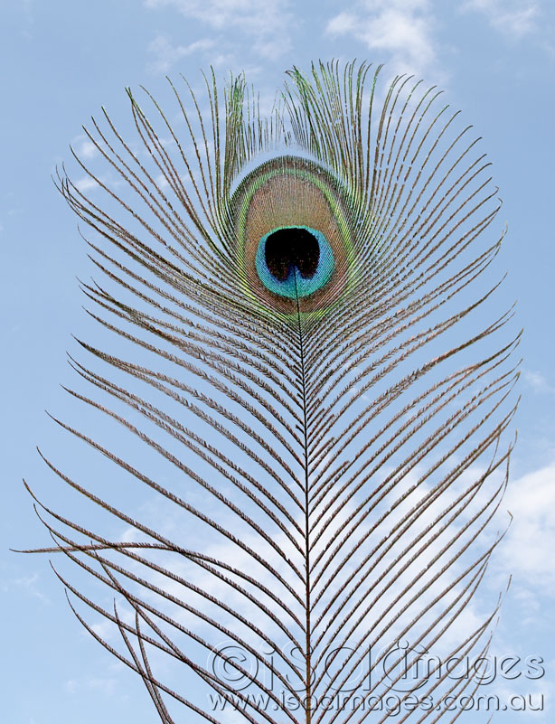 Click image for larger version

Name:	Peacock-Feather.jpg
Views:	18
Size:	171.2 KB
ID:	423898