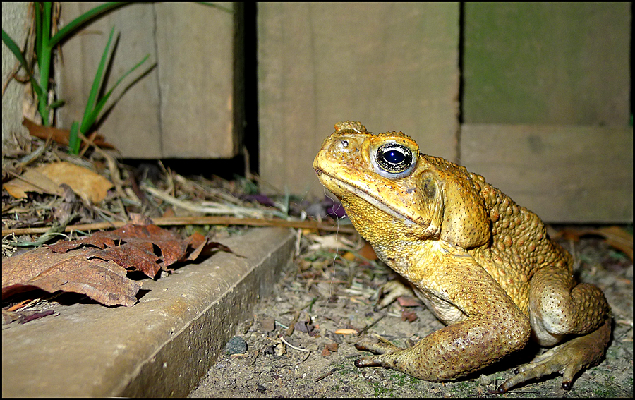 Click image for larger version

Name:	Toad.jpg
Views:	14
Size:	621.8 KB
ID:	424341