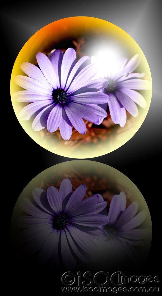 Click image for larger version

Name:	Daisies in Ball_Low_Res.jpg
Views:	25
Size:	71.5 KB
ID:	424382