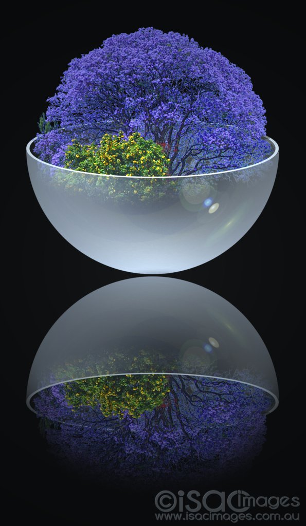 Click image for larger version

Name:	Jacarandah in Glass Bowl-Reflection_Low_Res.jpg
Views:	33
Size:	102.6 KB
ID:	424817