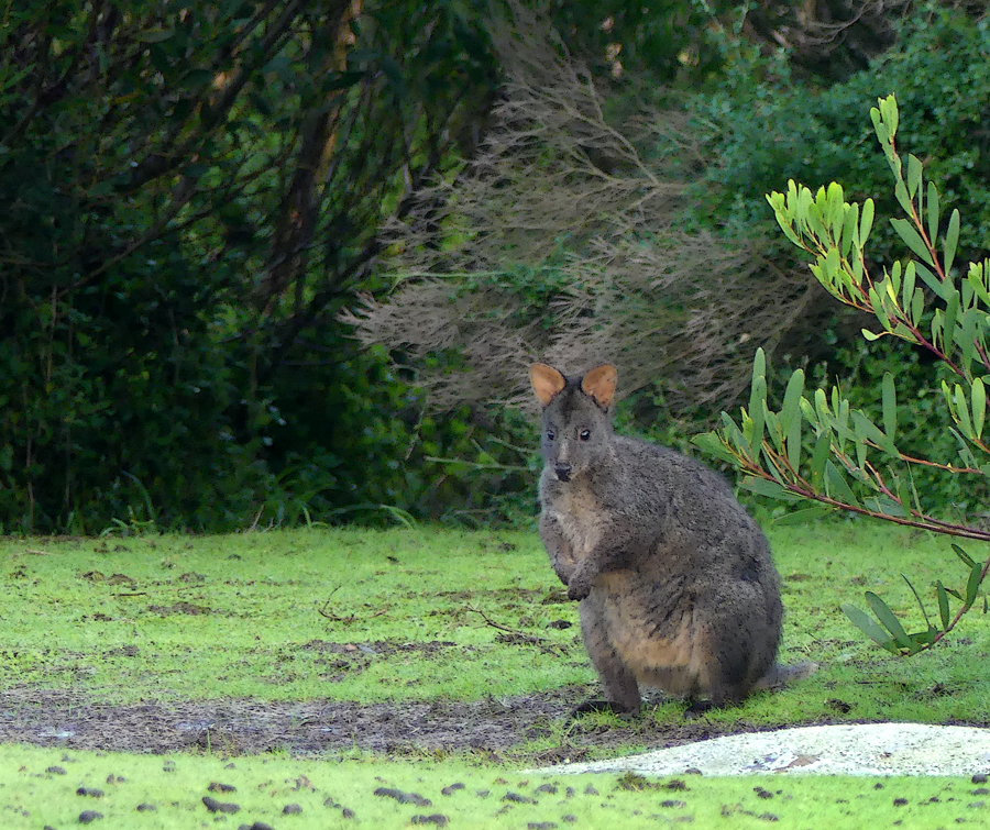 Click image for larger version

Name:	Pademelon 2.jpg
Views:	22
Size:	829.4 KB
ID:	425076