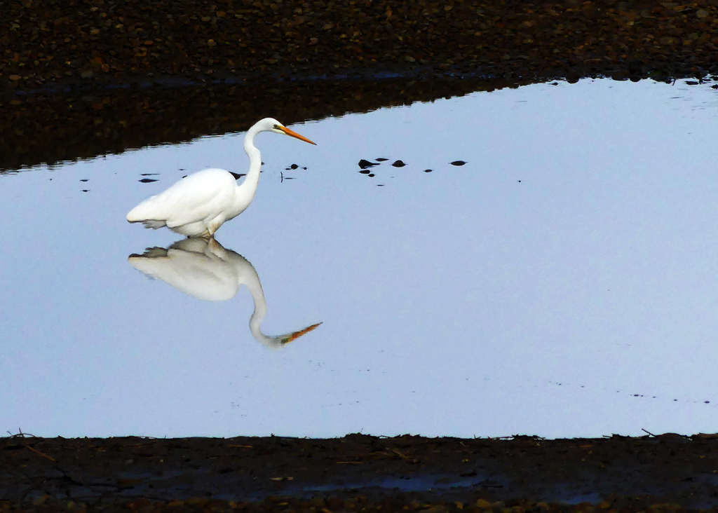 Click image for larger version

Name:	Egret.jpg
Views:	23
Size:	495.1 KB
ID:	425075