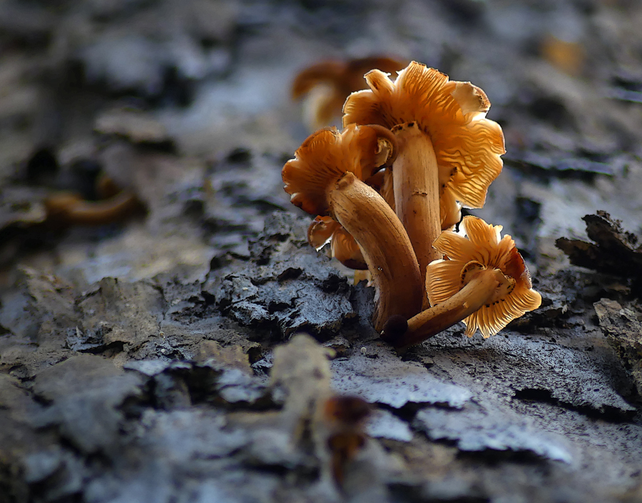 Click image for larger version

Name:	Fungi on tree.jpg
Views:	22
Size:	531.8 KB
ID:	425074