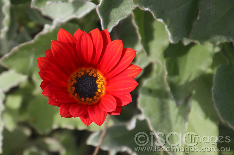 Click image for larger version

Name:	Red-Flower---1.jpg
Views:	38
Size:	67.9 KB
ID:	425787