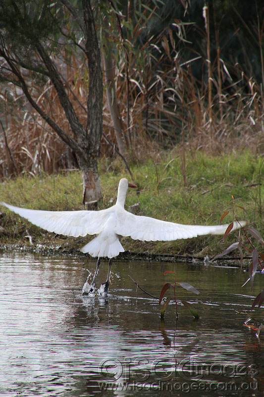 Click image for larger version

Name:	Yellow-Billed-Spoonbill---2.jpg
Views:	36
Size:	136.0 KB
ID:	425788