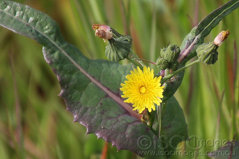 Click image for larger version

Name:	Yellow-Weed---1.jpg
Views:	34
Size:	83.7 KB
ID:	425789