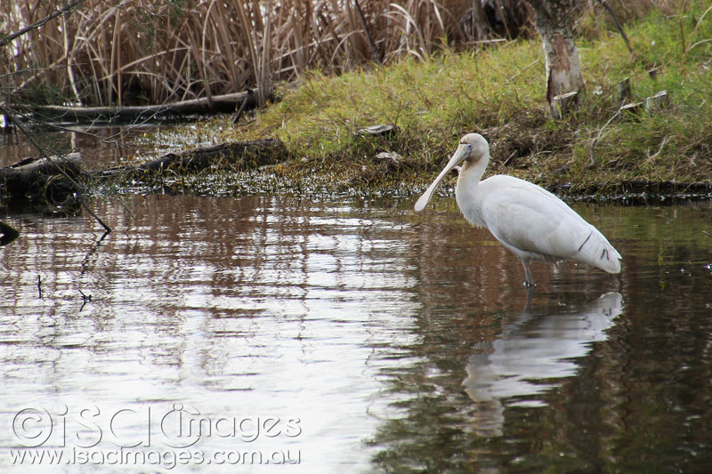 Click image for larger version

Name:	Yellow-Billed-Spoonbill---1.jpg
Views:	39
Size:	147.7 KB
ID:	425790