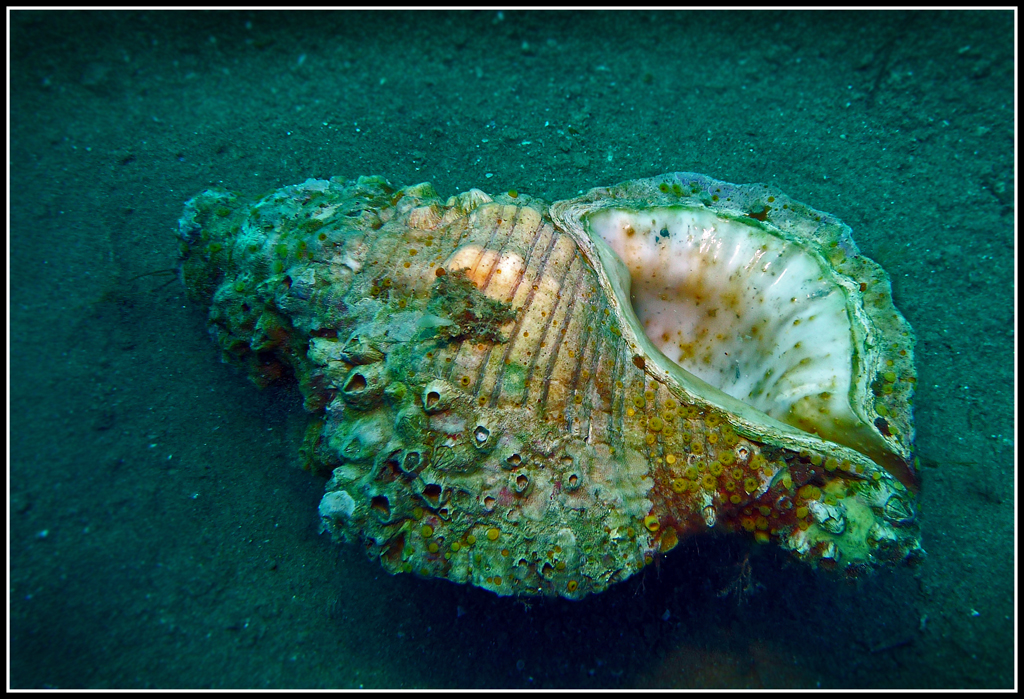 Click image for larger version

Name:	Barnacled shell.jpg
Views:	147
Size:	771.9 KB
ID:	426444