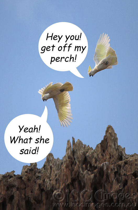 Click image for larger version

Name:	2-Sulphur-Crested-Cockatoos-copy.jpg
Views:	30
Size:	61.9 KB
ID:	426639