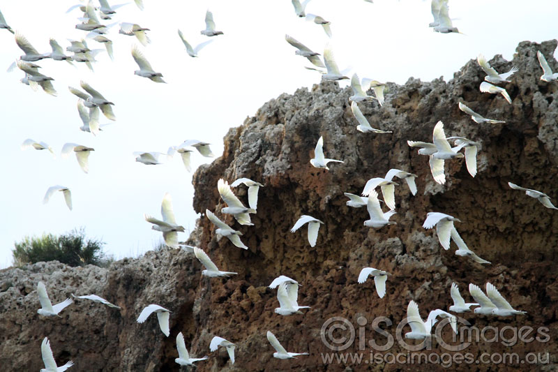 Click image for larger version

Name:	Sulphur-Crested-Cockatoos-3.jpg
Views:	30
Size:	110.0 KB
ID:	426640