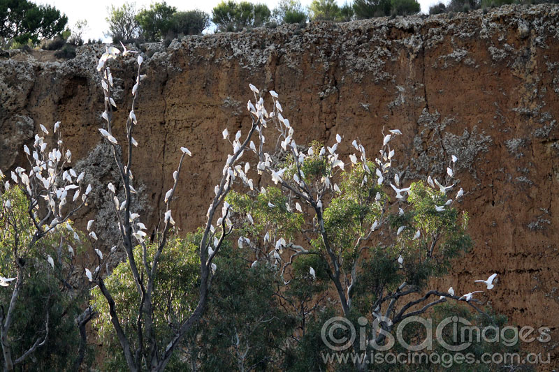 Click image for larger version

Name:	Sulphur-Crested-Cockatoos-2.jpg
Views:	25
Size:	174.0 KB
ID:	426641