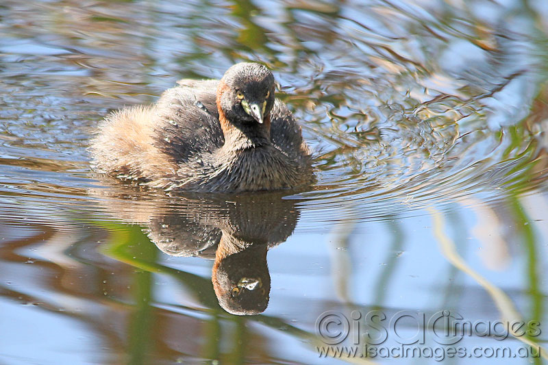 Click image for larger version

Name:	Grebe-1-copy.jpg
Views:	31
Size:	126.6 KB
ID:	426733