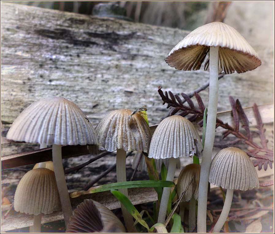 Click image for larger version

Name:	Toadstools in the mist.jpg
Views:	26
Size:	123.9 KB
ID:	426794