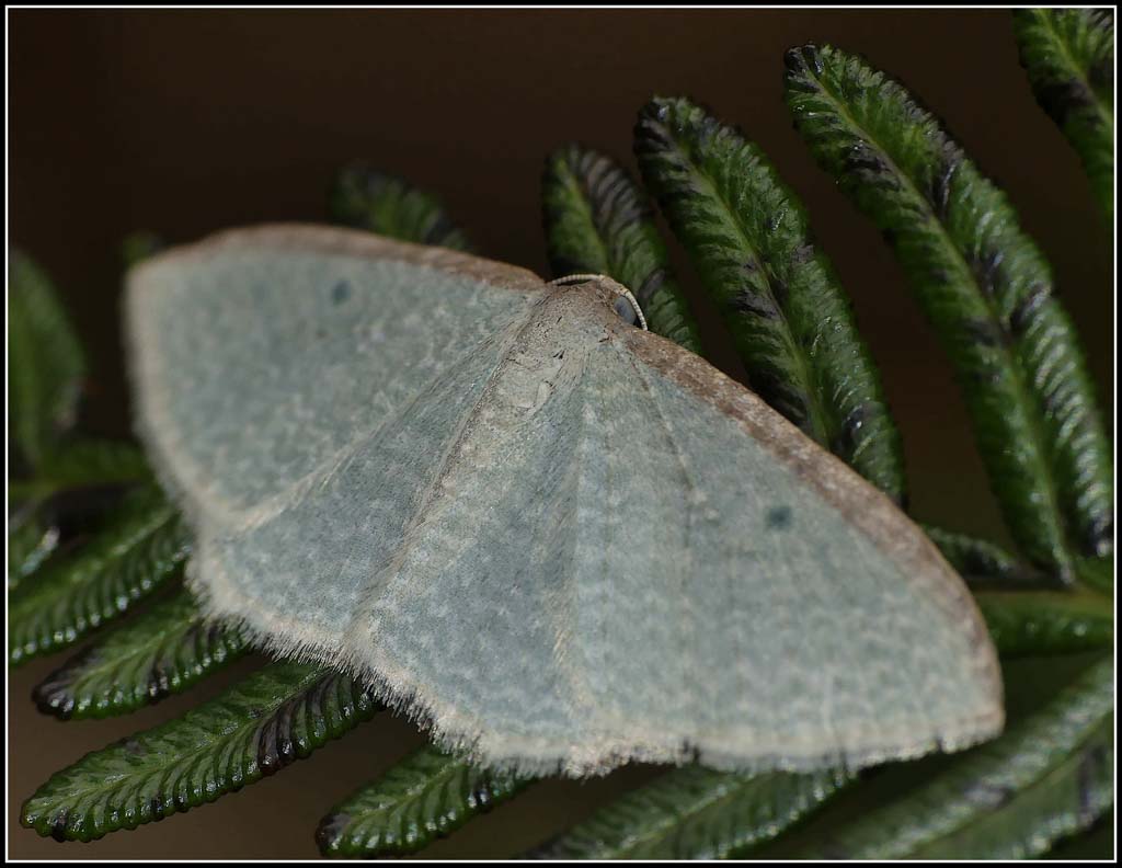 Click image for larger version

Name:	Moth.jpg
Views:	37
Size:	97.7 KB
ID:	427066