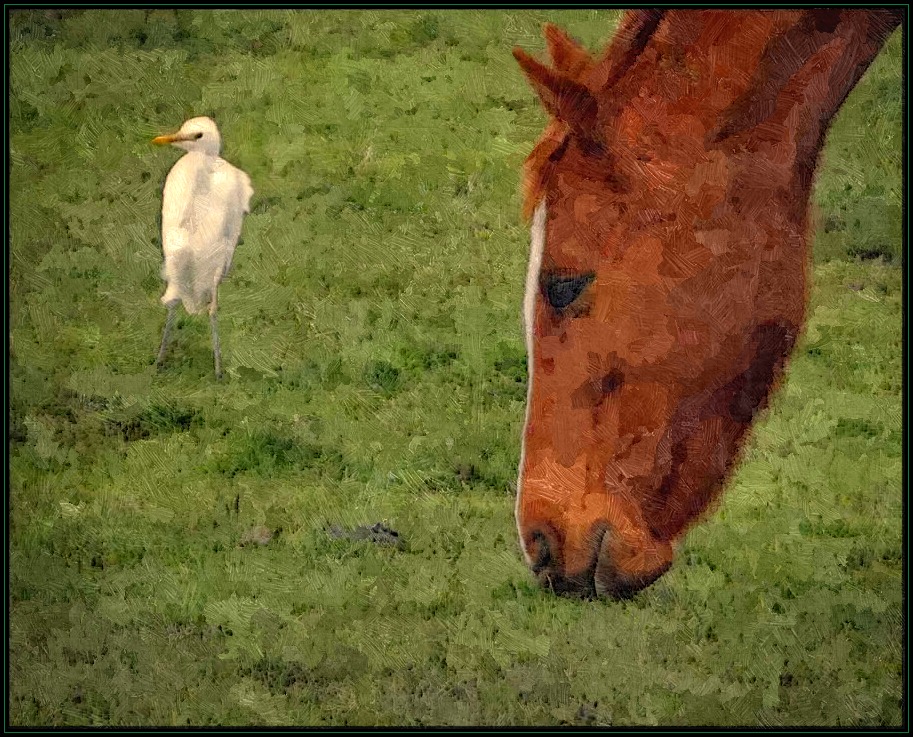 Click image for larger version

Name:	Horse n egret_ in oils.jpg
Views:	27
Size:	277.5 KB
ID:	427322