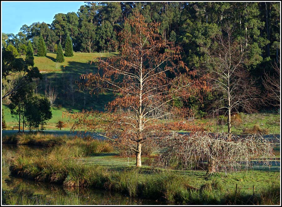 Click image for larger version

Name:	Bare trees.jpg
Views:	31
Size:	226.7 KB
ID:	427552