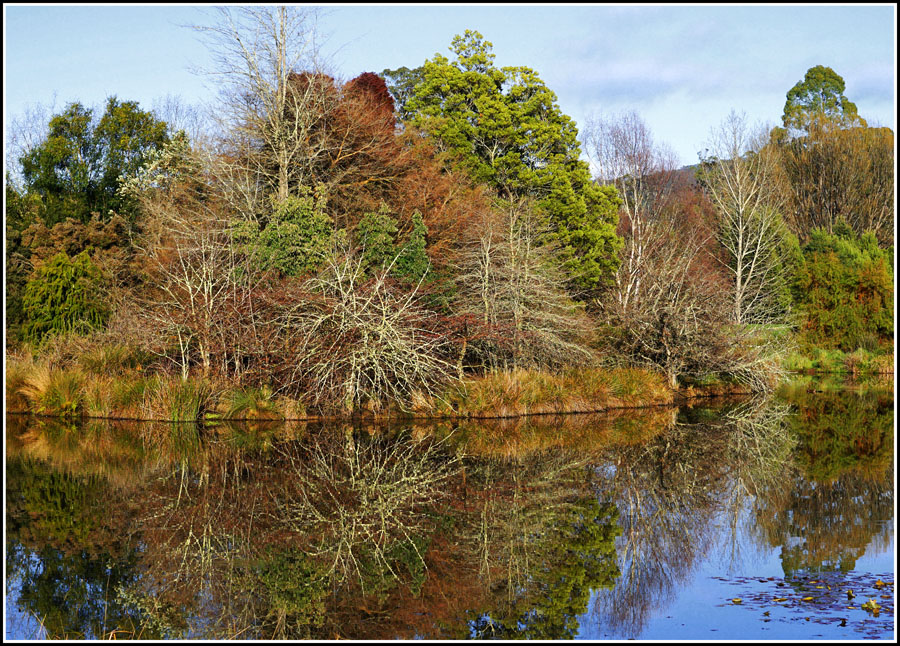 Click image for larger version

Name:	Winter foliage.jpg
Views:	14
Size:	310.7 KB
ID:	428459