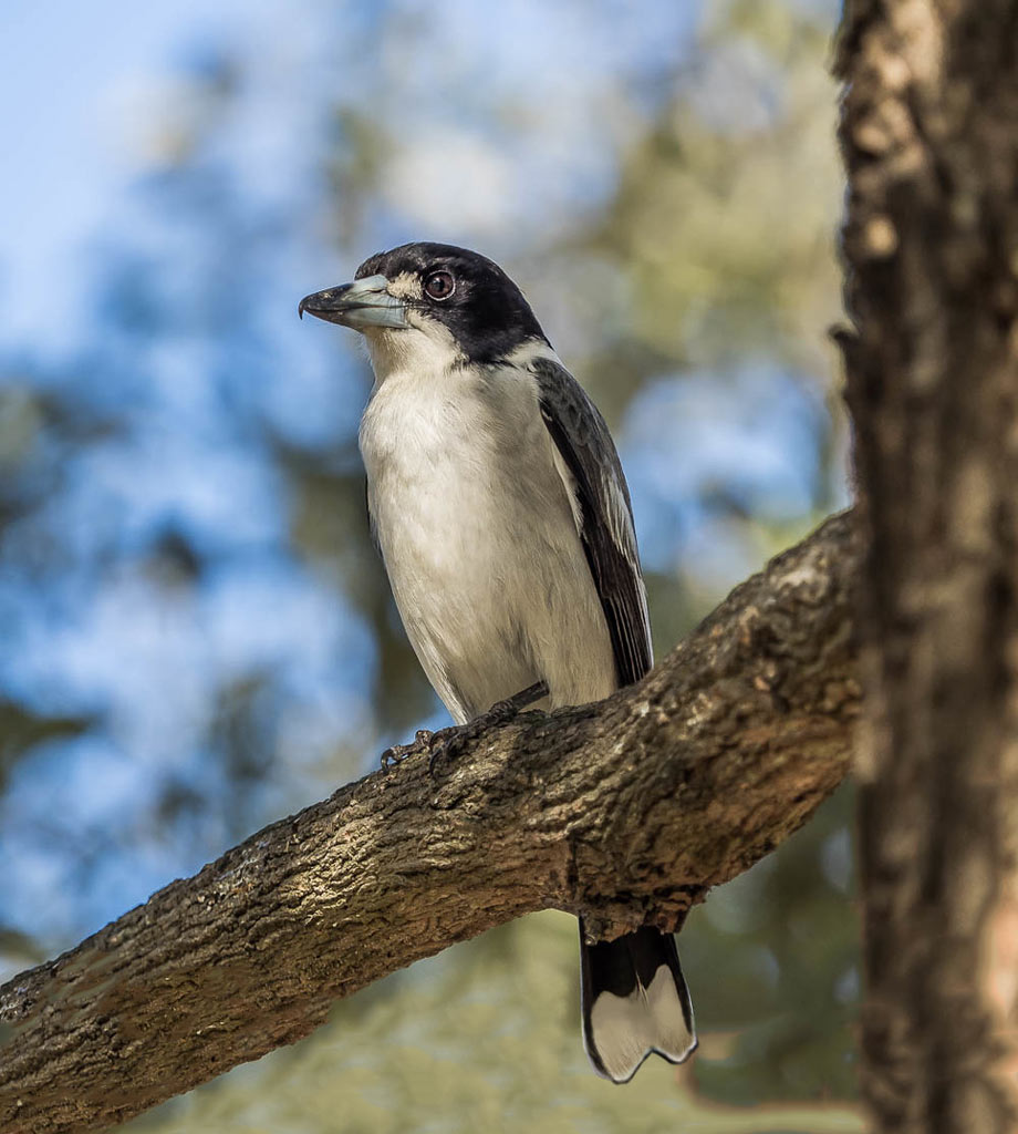 Click image for larger version

Name:	LJG-butcherbird-E.jpg
Views:	56
Size:	128.3 KB
ID:	428593