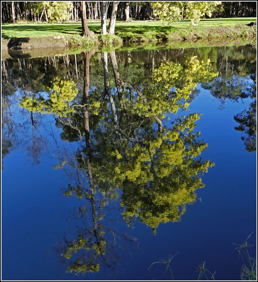 Click image for larger version

Name:	Wattles over water.jpg
Views:	28
Size:	297.9 KB
ID:	428688