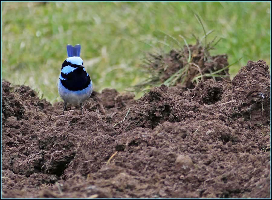 Click image for larger version

Name:	Blue wren 1.jpg
Views:	26
Size:	126.7 KB
ID:	428735