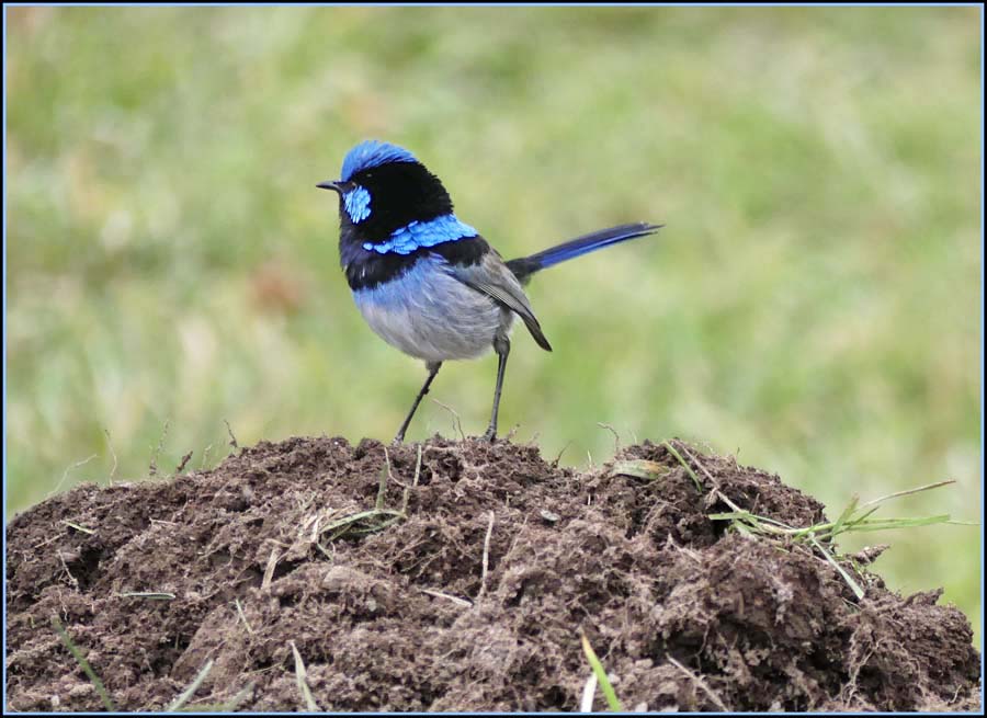 Click image for larger version

Name:	Blue wren 2.jpg
Views:	32
Size:	106.3 KB
ID:	428736