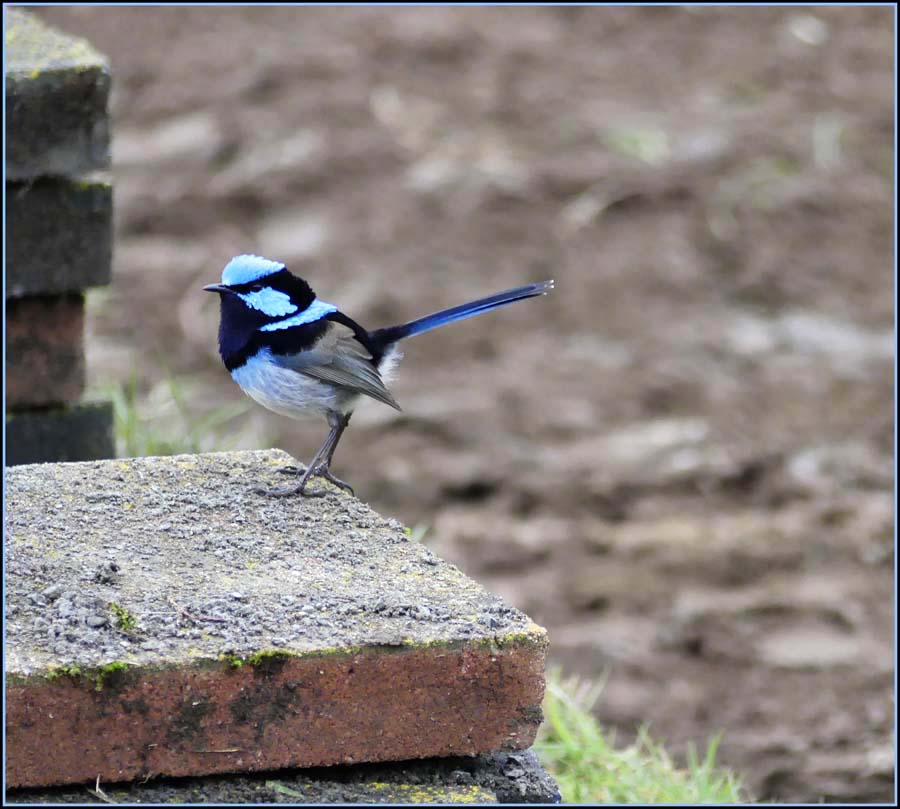 Click image for larger version

Name:	Blue wren 3.jpg
Views:	28
Size:	107.3 KB
ID:	428737