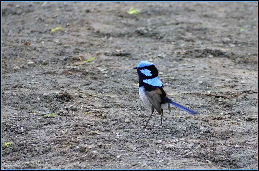 Click image for larger version

Name:	Blue wren 4.jpg
Views:	27
Size:	150.4 KB
ID:	428738