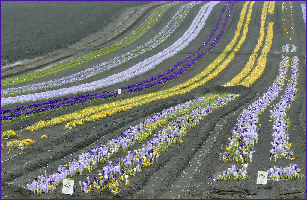 Click image for larger version

Name:	Crocus.jpg
Views:	54
Size:	310.9 KB
ID:	429757