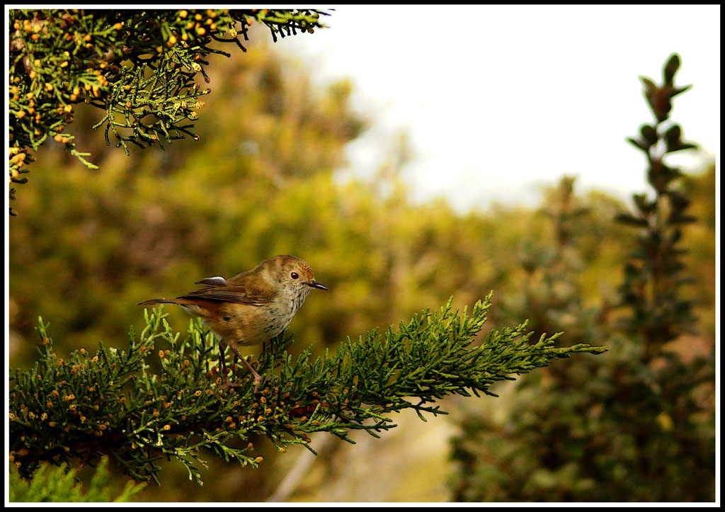 Click image for larger version

Name:	Thornbill.jpg
Views:	32
Size:	215.2 KB
ID:	430050