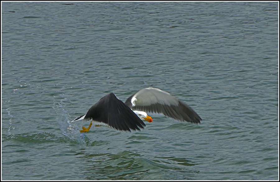 Click image for larger version

Name:	Take off gull.jpg
Views:	21
Size:	145.7 KB
ID:	430195