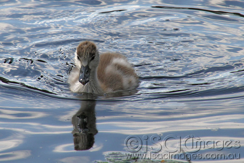 Click image for larger version

Name:	Shelduck-1.jpg
Views:	13
Size:	115.8 KB
ID:	430269