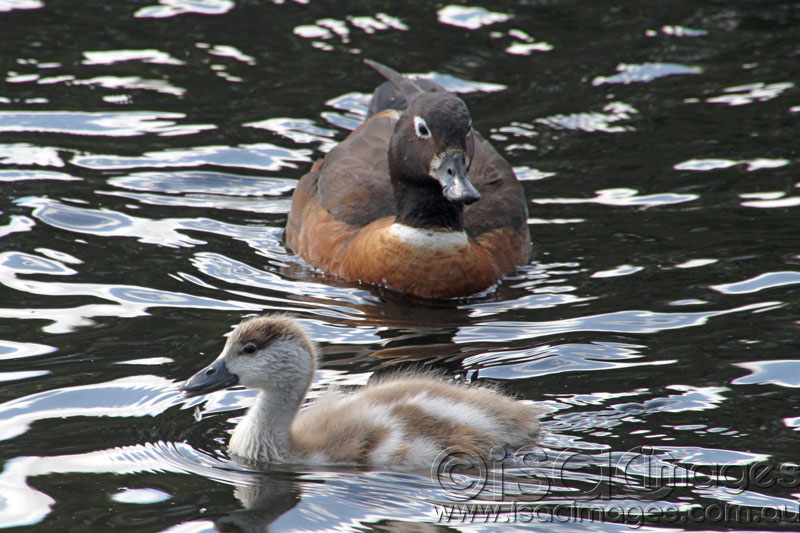 Click image for larger version

Name:	Shelduck-2.jpg
Views:	13
Size:	115.3 KB
ID:	430270